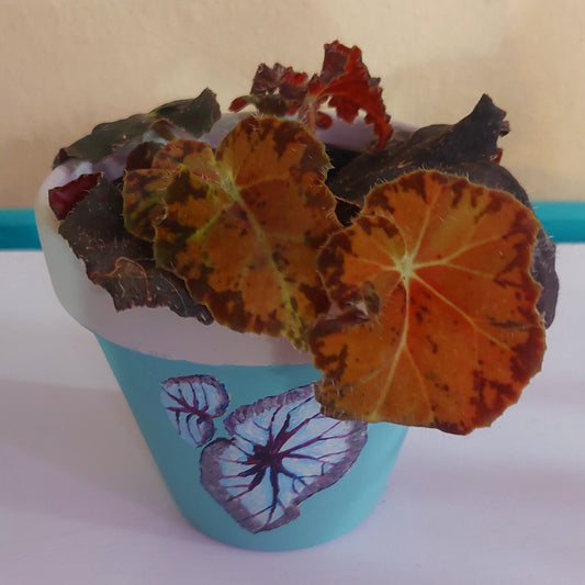 Unique Hand-Painted Terra Cotta Pot, Purple Begonia Design on Turquoise - Artistic 4.75x4 Planter for Home Decor
