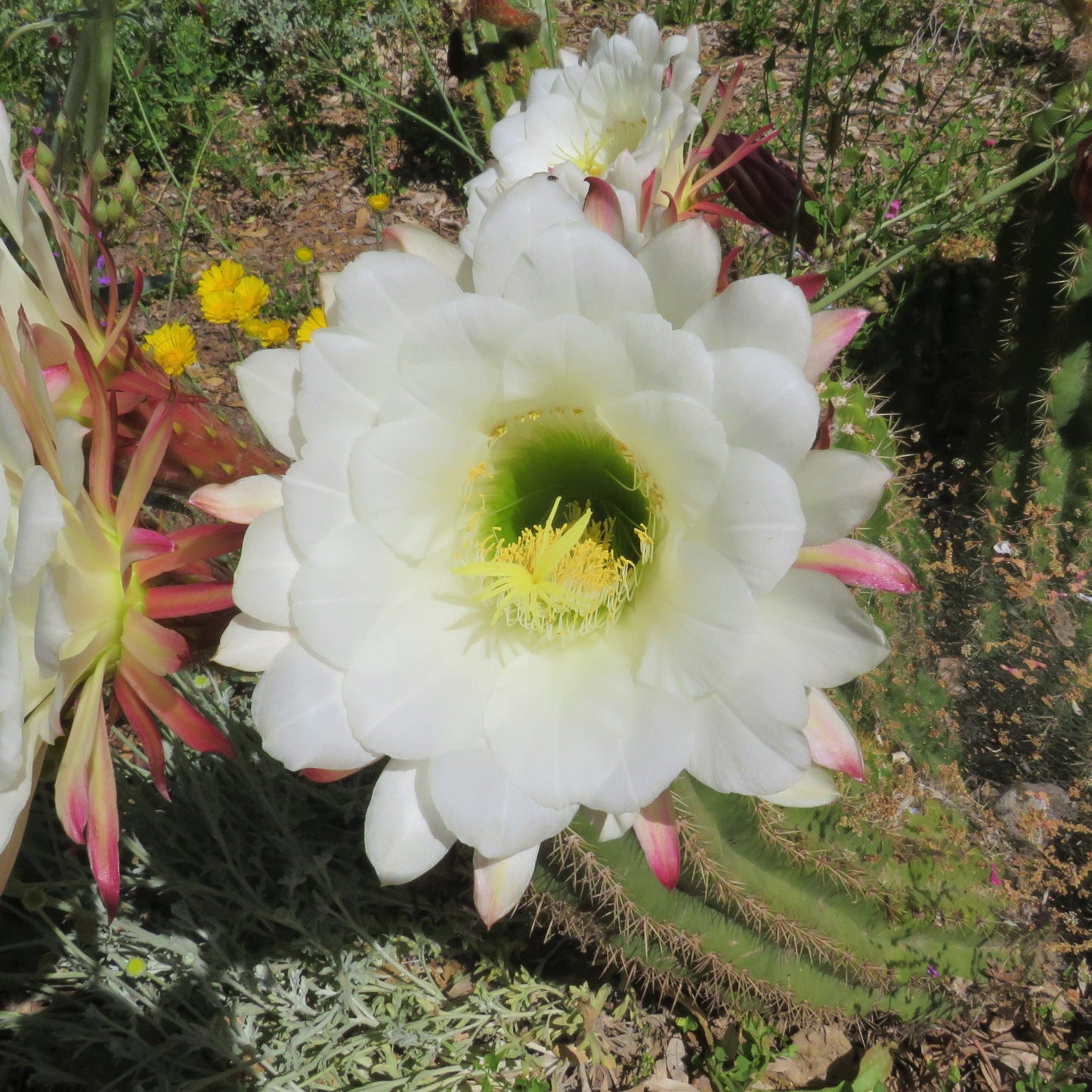 Southwestern Photo Prints, Breathtaking Original Photography, Signed Prints 8X8 inches, luster finish, affordable