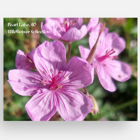 Colorado Wildflower Notecards Set - Blank 4x5 Flat Cards, Pearl Lake State Park Flora, Envelopes Included - Local Artist