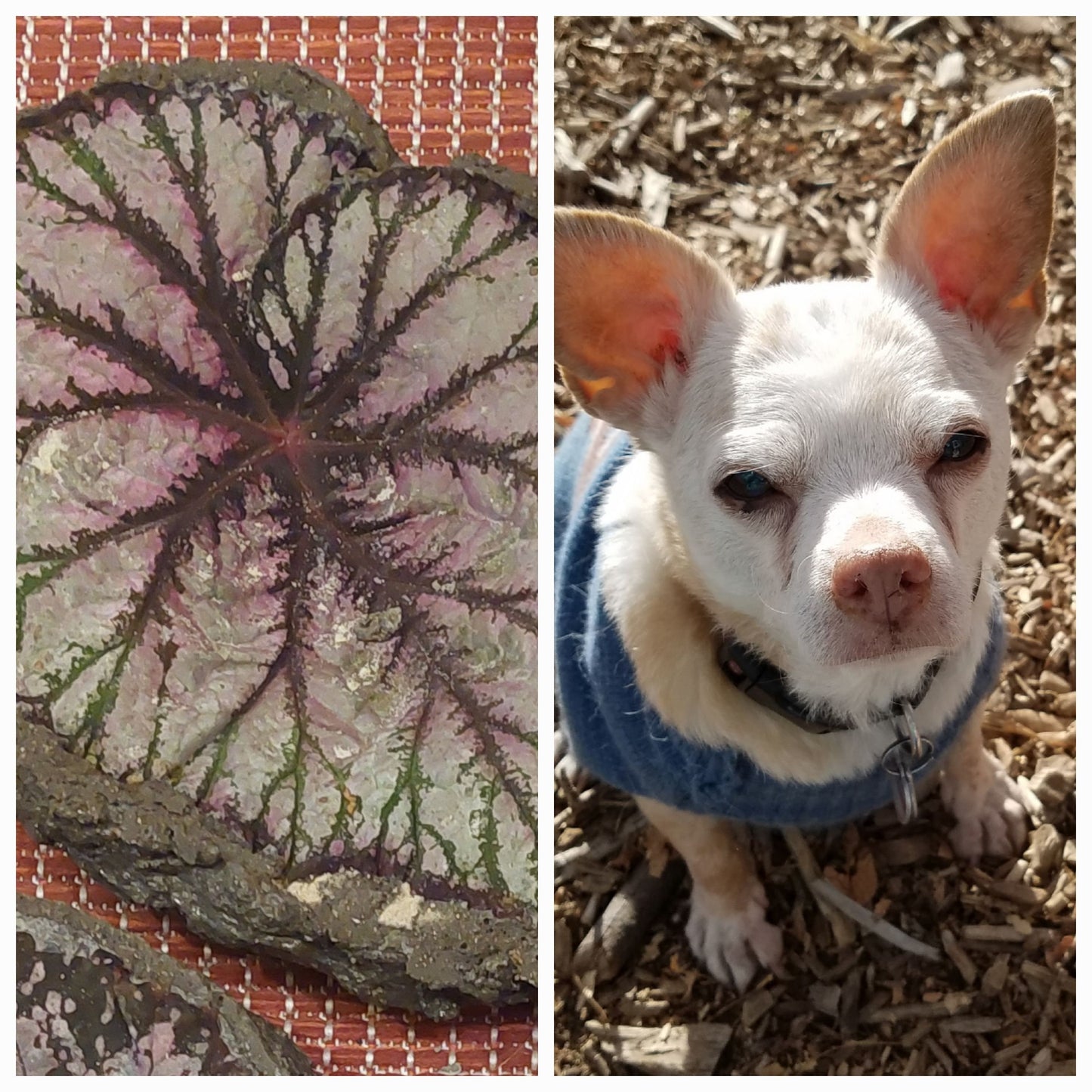 Handcrafted Pet Memorial Leaf Casting - Custom Begonia/Hosta Hypertufa, Bespoke Ashes Tribute for Pet Owners