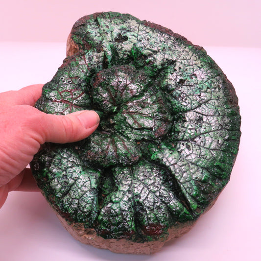 Handcrafted Hypertufa Escargot Begonia Leaf Art for Garden and Home Decor, Unique Dry Brushed Spiral Texture