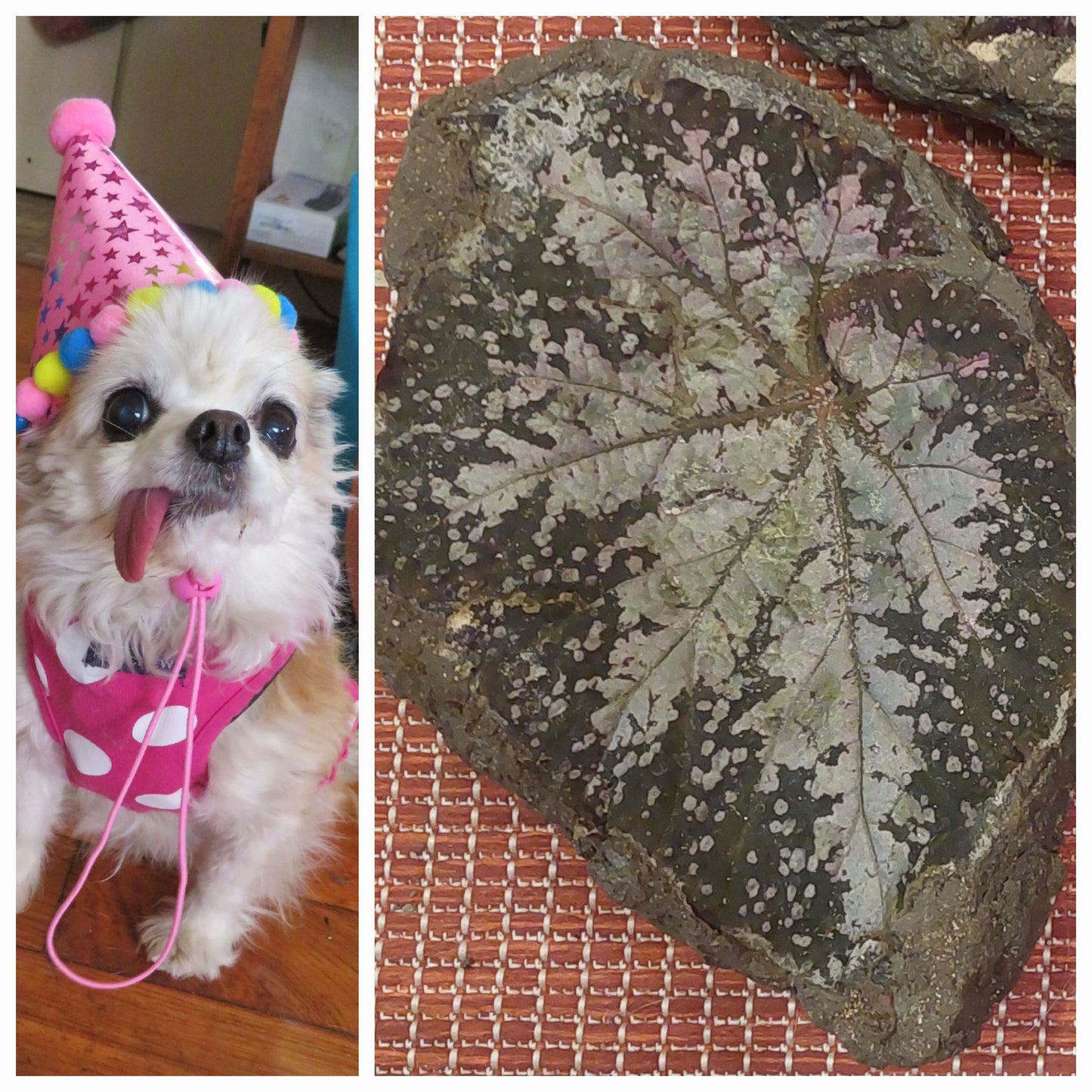 Handcrafted Pet Memorial Leaf Casting - Custom Begonia/Hosta Hypertufa, Bespoke Ashes Tribute for Pet Owners